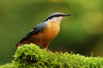 Boomklever (Sitta europaea), Ermelo